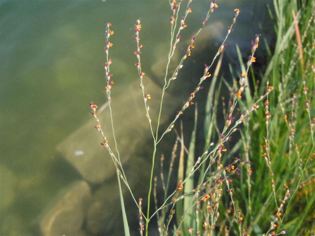 Pianta su lago - cfr. Panicum repens